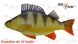 main_26806